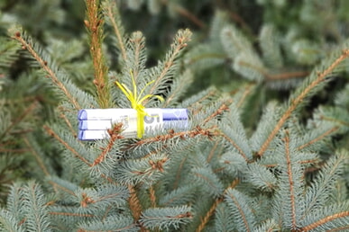 Baum liegen geblieben